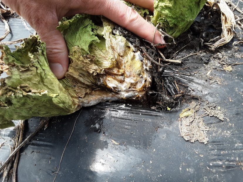 Sclerotinia stem rot is showing up on lettuce and brassicas following the recent wet weather.