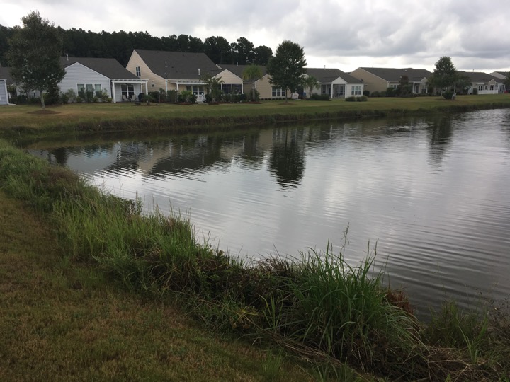 The adoption of a reduced mowing schedule along this stormwater pond encouraged the growth of a shoreline buffer that prevents bank erosion.