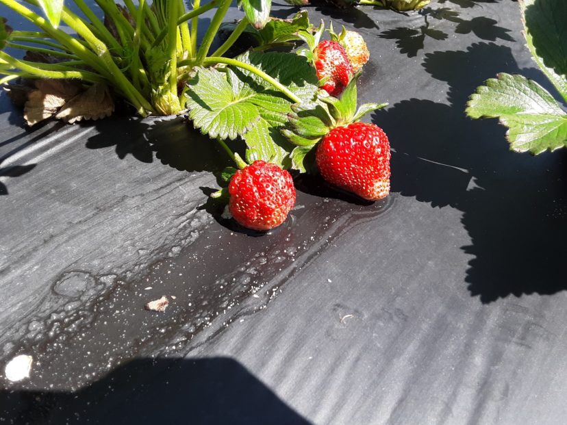These berries sat in a puddle of water on the plastic following the rain this past week.