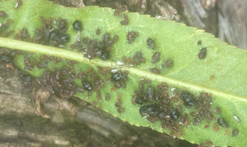 This is a high aphid population, though they normally aren’t a major pest in peaches. In this case, the grower missed an insecticide application.