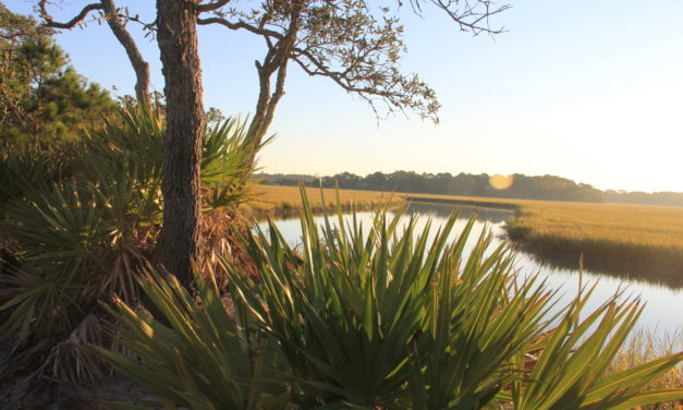 Benefits of Riparian Buffers Along Waterways