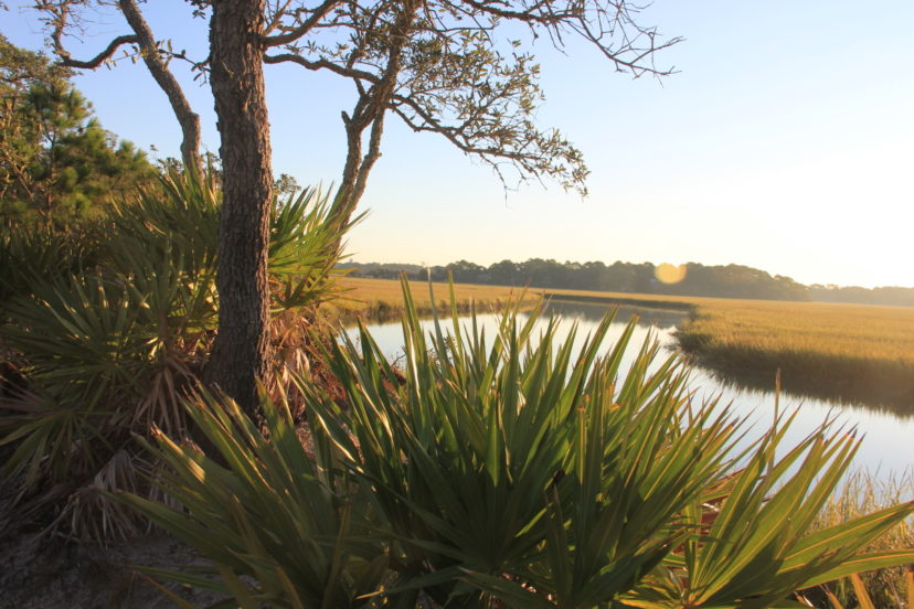 This natural saltmarsh backyard buffer helps protect valuable tidal creek habitat for wildlife. Photo courtesy.