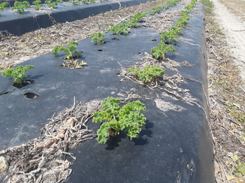 This young kale has recovered well from the recent cold damage.