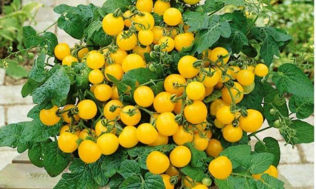 Tomatoes in Containers