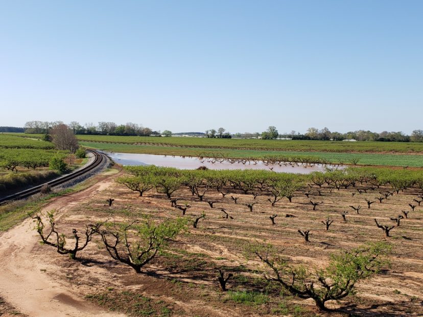 We got lots of rain last week, and several fields and orchards are waterlogged.