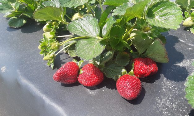 SC Fruit and Vegetable Field Report – April 4, 20222