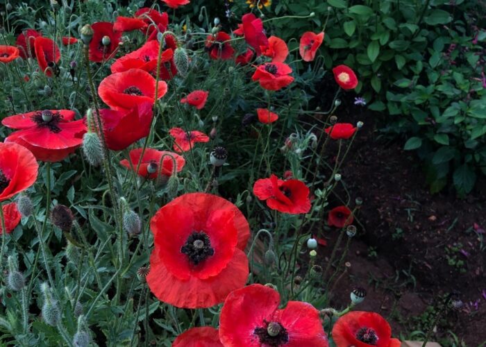 Beautiful display of poppies.