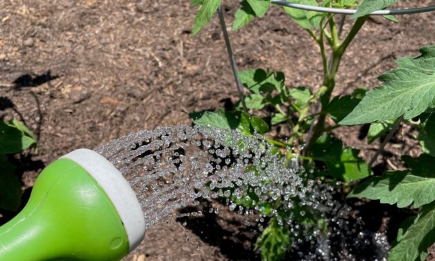 Watering the Vegetable Garden