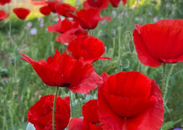 Red poppies.