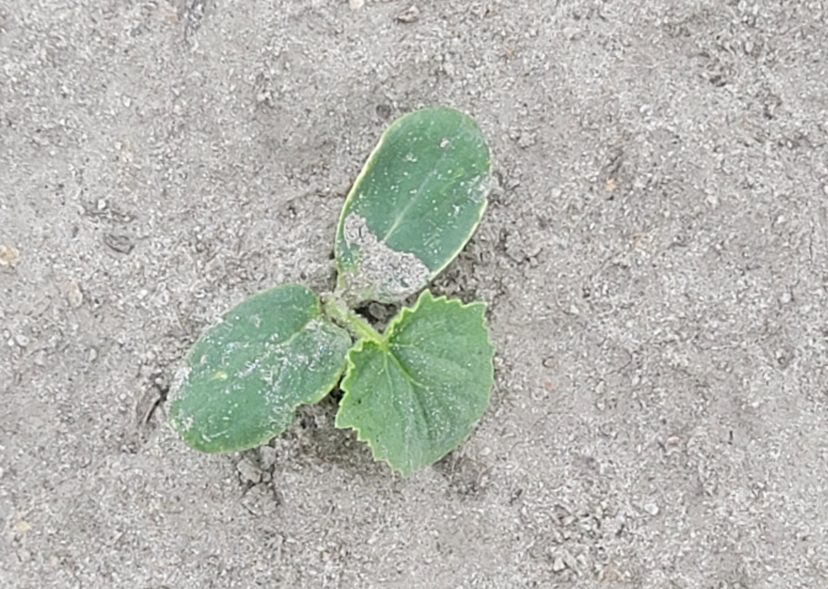 A picture containing ground, outdoor, green, dirt Description automatically generated