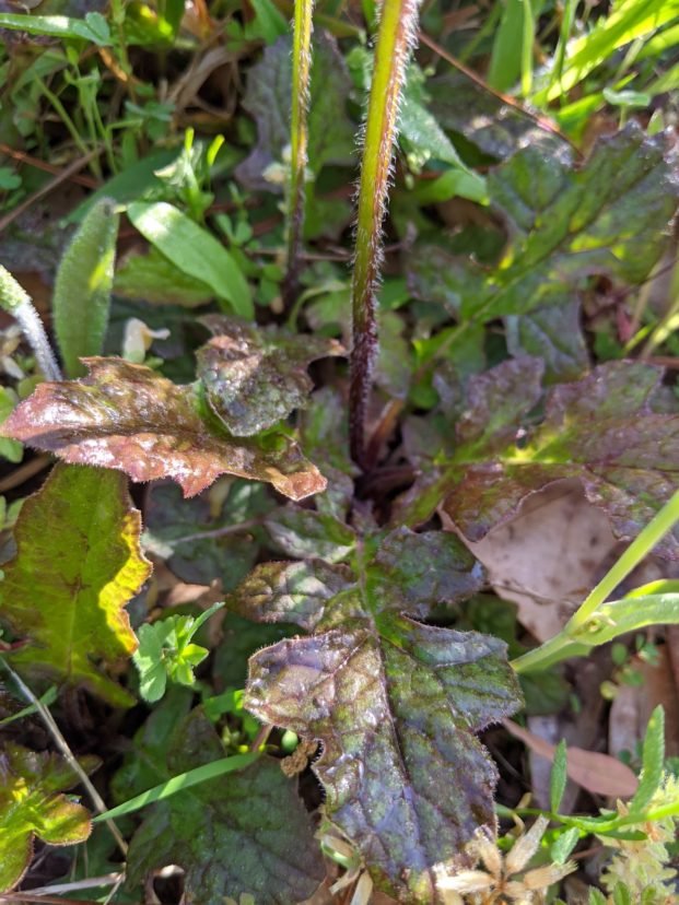 A picture containing outdoor, plant, surrounded Description automatically generated