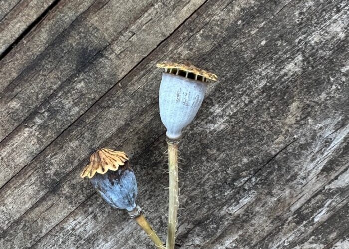 Mature capsule that has dehisced. Pores are formed below the stigmatic disk and the seeds are contained inside the ovary and dispersed when the stem is disturbed from wind or passing people or animals.