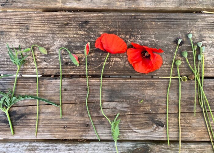 Nodding flower buds open up to reveal brilliant red flowers and exquisite centers. The flowers last 2-3 days, but the capsules they leave behind are just as ornamental.