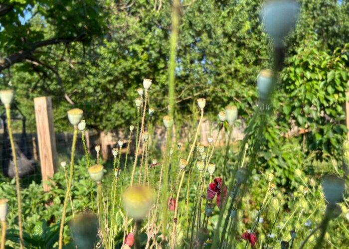 Poppy capsules swaying in the wind on their flexible wiry stems.