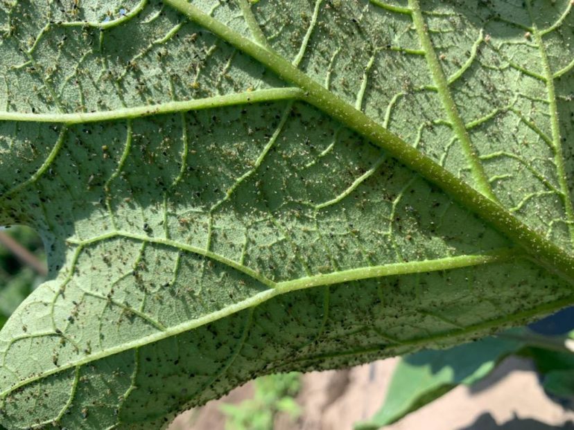 Aphids are showing up in high numbers.