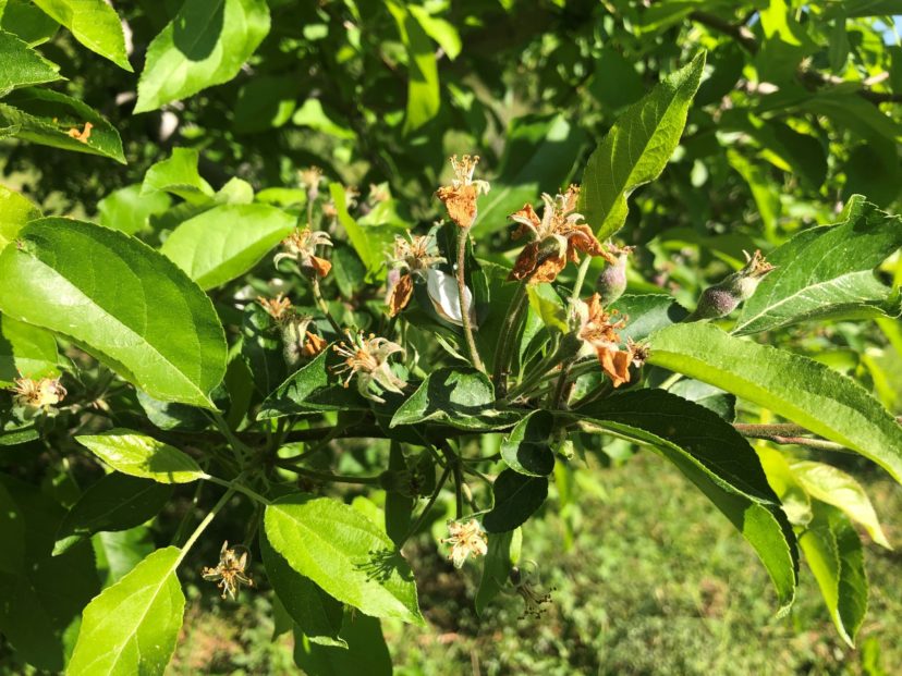 Arkansas Black showing stages of petal fall and fruit set. Kerrie Roach, ©2022, Clemson Extension