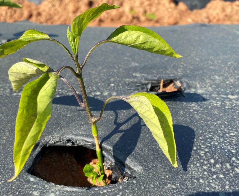 Basal stem growth below a stem burn on pepper.