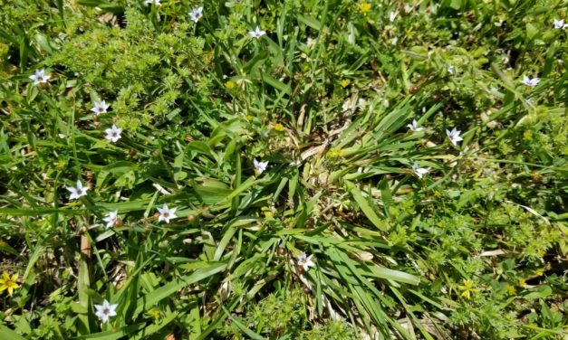 Weed of the Month – Blue-eyed grass