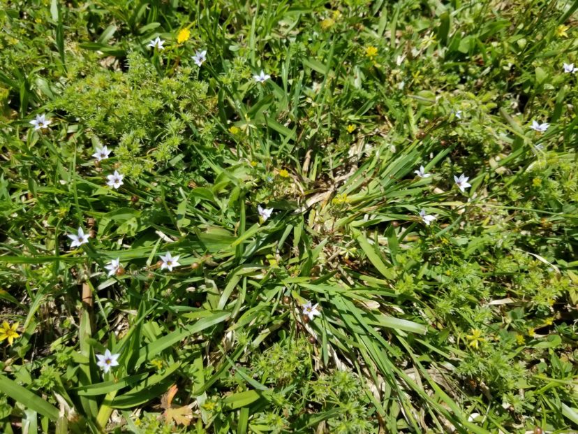 Blue-eyed grass can become weedy in the lawn.
