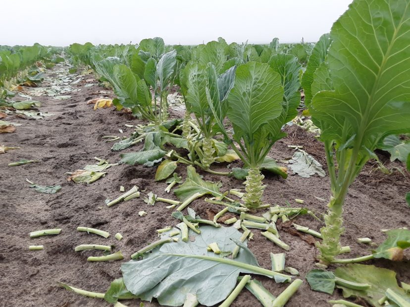 Brassica harvest is going well, but diamondback moth populations seem to be rising.