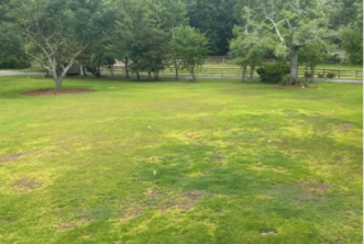 Bright Green discoloration and dead patches of grass around the septic system.