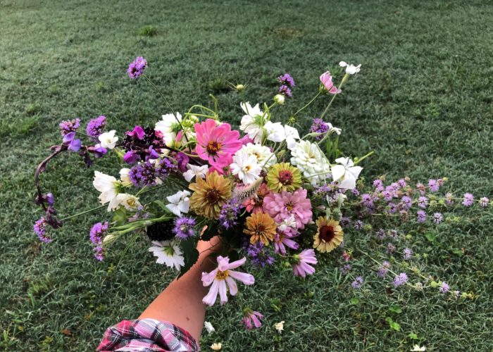 Chock full of fragrance. Pennyroyal, verbena, cosmos, zinnia’s, hyacinth bean, Agrostemma, and Scabiosa.