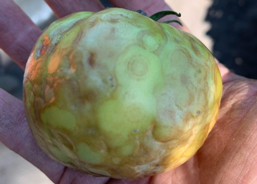 Classic tomato spotted wilt virus symptoms on tomato fruit.
