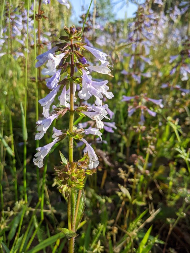 Closeup of a lyreleaf sage flower growing in the sun.