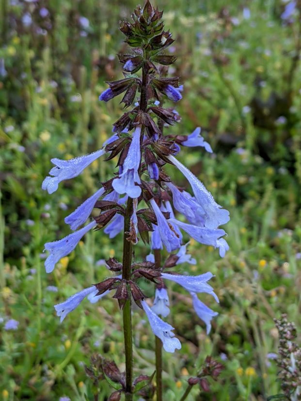 Closeup of a Lyreleaf sage (Salvia lyrate) flower growing in the shade.