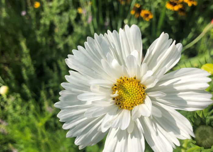 Cosmos ‘Psyche White’.
