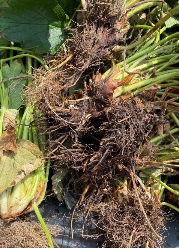 Dark-colored roots are a sign of Phytophthora root rot. Andy Rollins, ©2022, Clemson Extension
