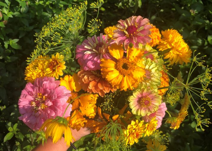 Dill with zinnia, cosmos, marigolds.