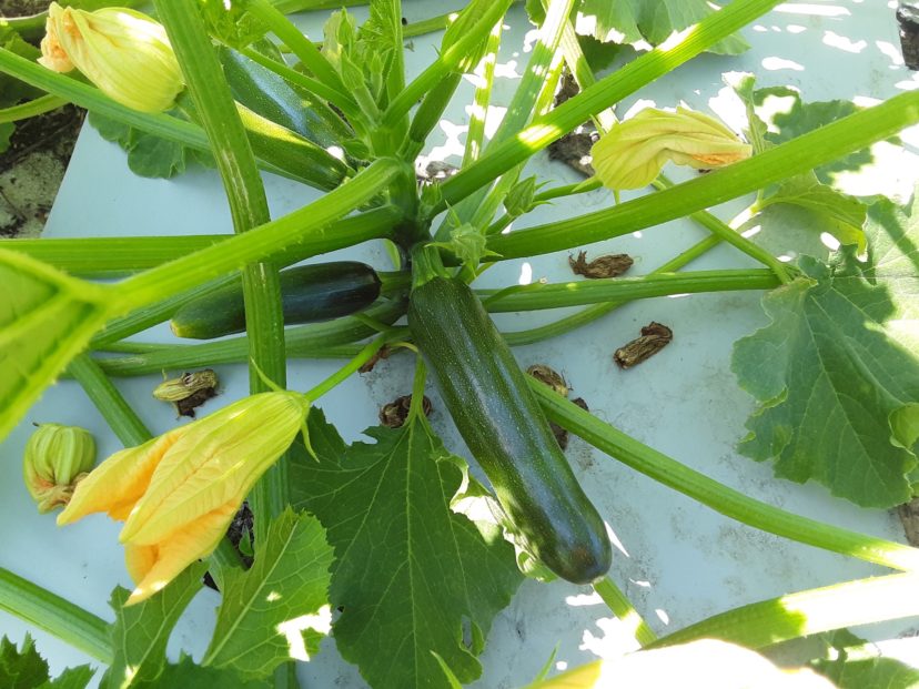 Growers are picking squash and zucchini now in the Midlands.