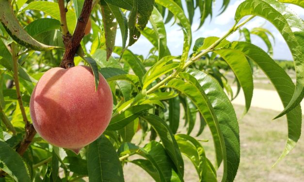 SC Fruit and Vegetable Field Report – May 9, 2022
