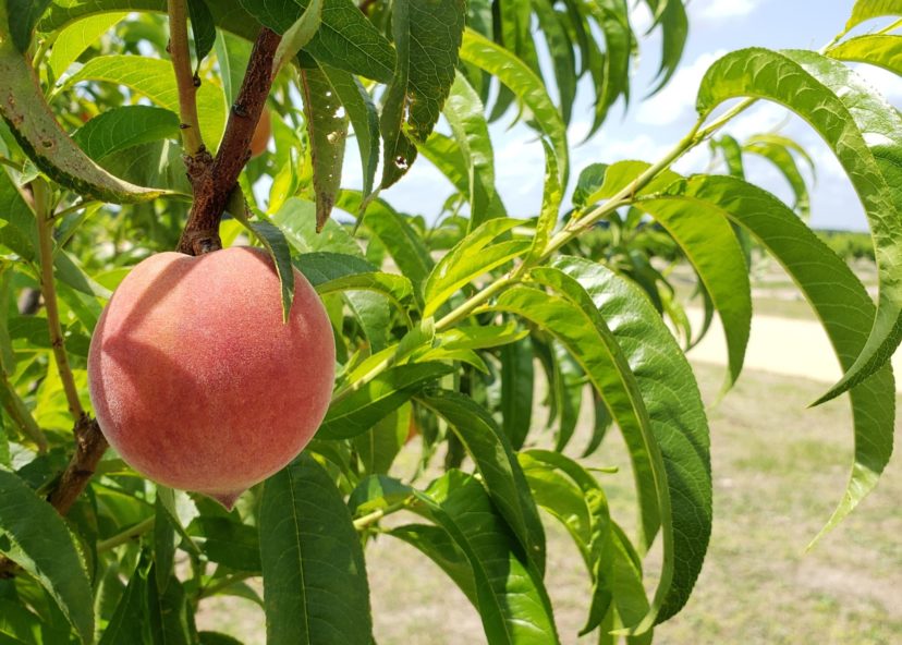 Harvest has begun on some early-season peach varieties.