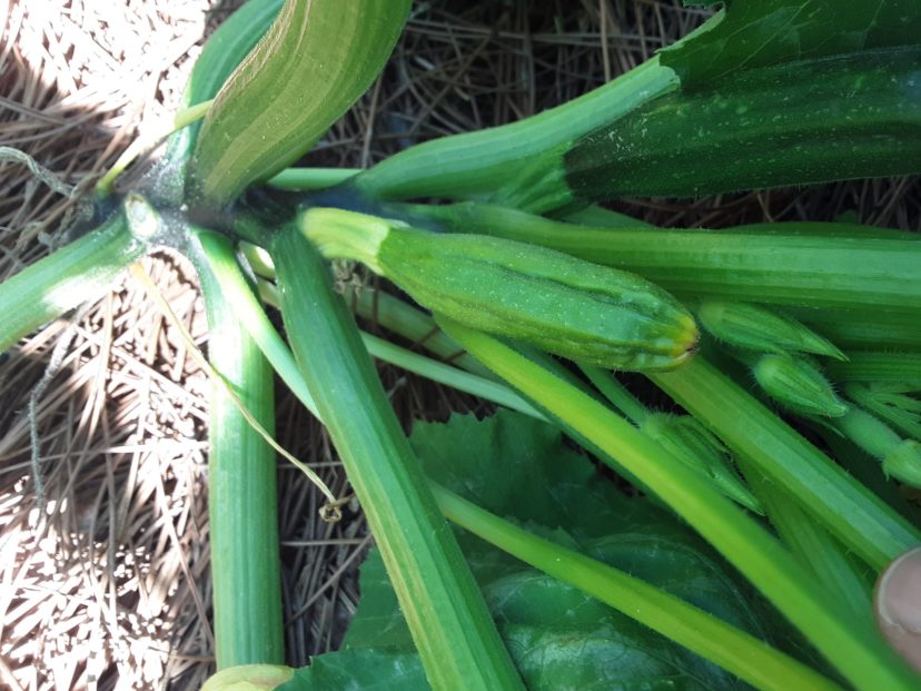 If your squash or zucchini looks like this after the flowers fall off, there aren’t enough bees visiting the flowers.