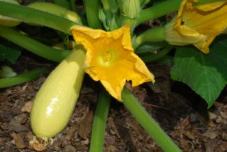 Keep cucumbers and squash well-watered during flowering and fruit development.