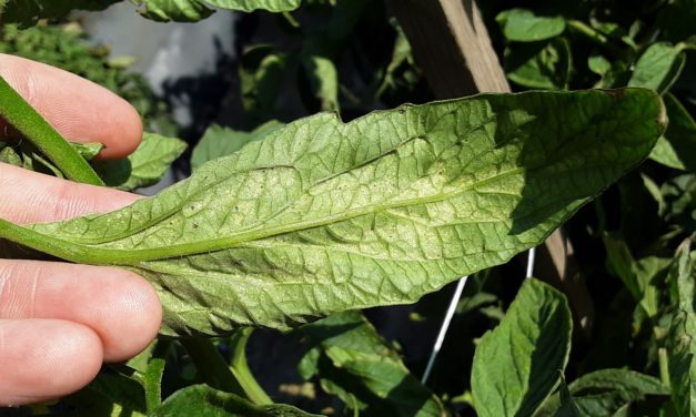 Light-colored discoloration on tomato leaves from spider mite feeding. It’s hard to see, but mites are present on this leaf.