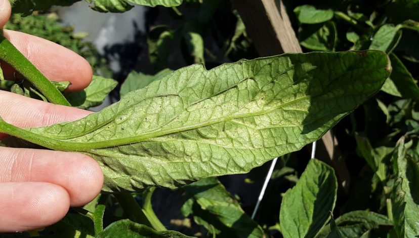 Light-colored discoloration on tomato leaves from spider mite feeding. It’s hard to see, but mites are present on this leaf.