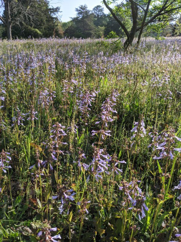 Lyreleaf sage growing in a sunny location.