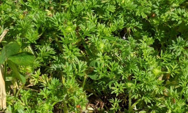 Burweed: A Pain in the Foot