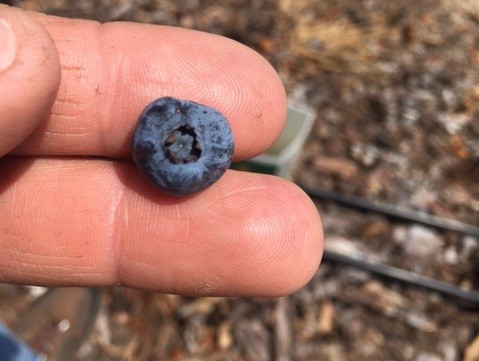 SC Fruit and Vegetable Field Report – May 02, 2022