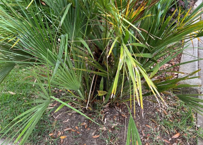 Palms may require multiple fertilizer applications throughout the growing since they are frequently affected by nutrient deficiencies.