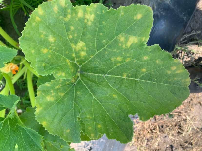 Powdery mildew symptoms on yellow squash.