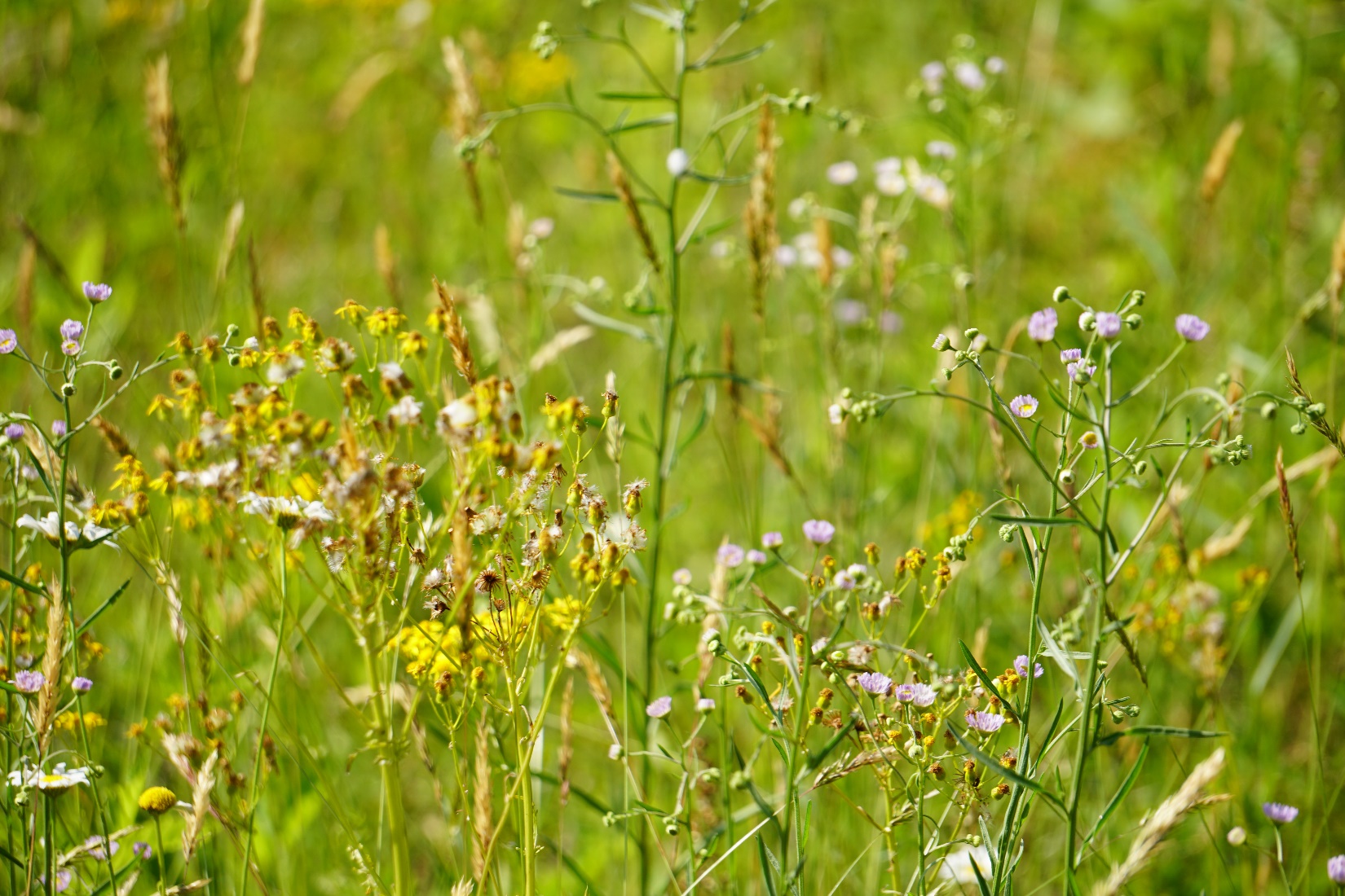 WILDFLOWER SEEDS - Anthoxanthum nitens (Sweet Grass) Wild Flower