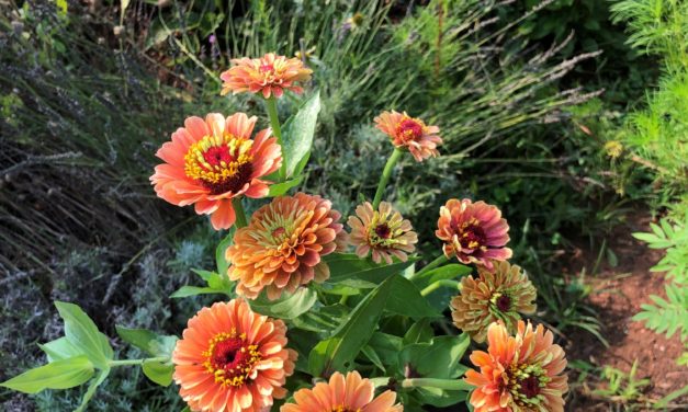This Month in Your Garden- June 2022