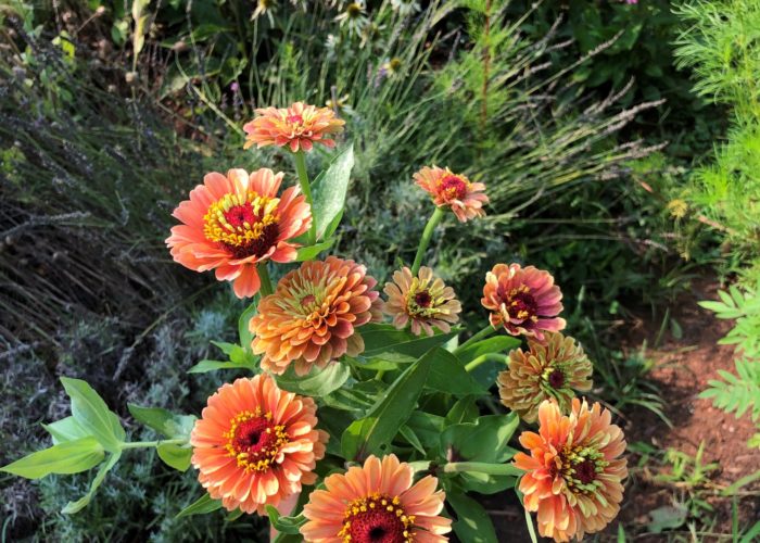 The Queen series of Zinnia’s come in amazing shades of pastel oranges, limes and reds. Pictured is Queen Lime Orange.