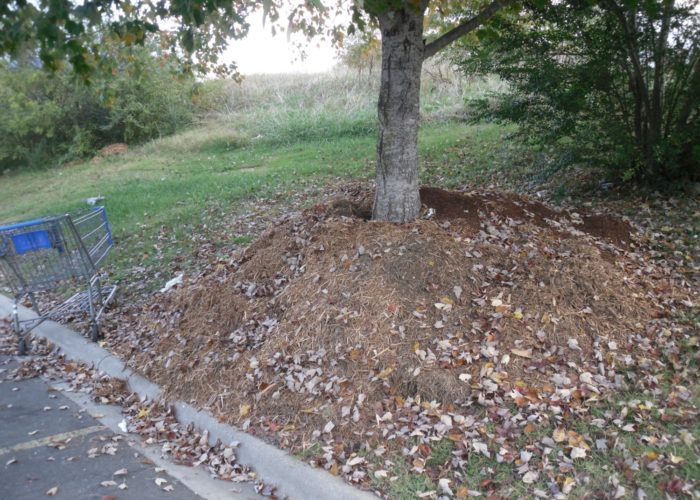 More than a 4-inch mulch depth can cause oxygen and moisture level problems. DO NOT create mulch “volcanoes.”