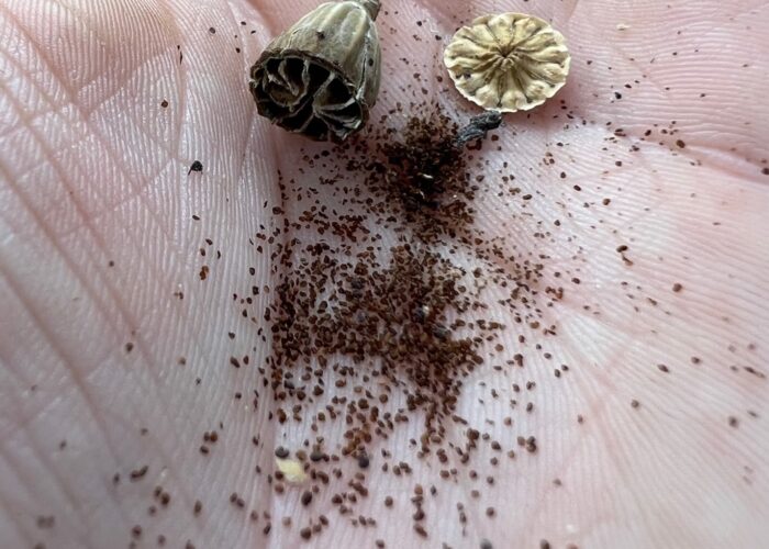 An abundance of ripe poppy seeds shaken from capsule.