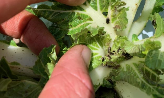 SC Fruit and Vegetable Field Report – May 31, 2022